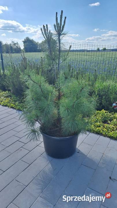 Sosna himalajska 140 160 w doniczce pełen system Wschowa sprzedam