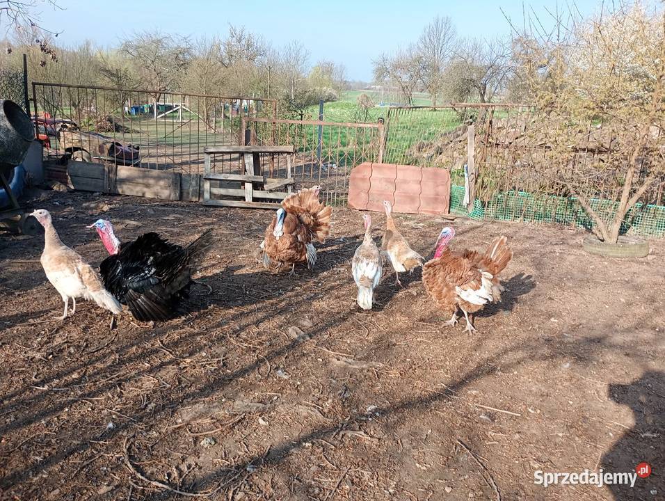 Jaja lęgowe indycze Grzymałków sprzedam