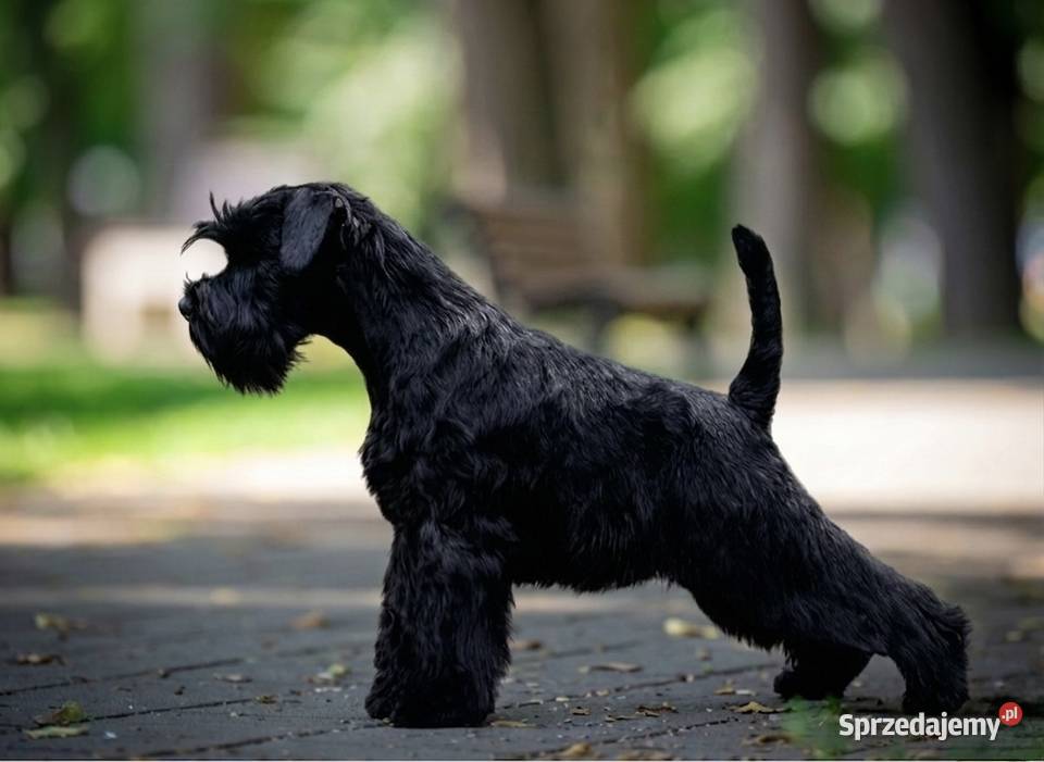 Sznaucer miniaturowy