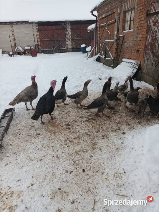 Indyki różne kolory lubelskie Turobin