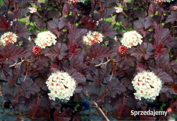 Sadzonki drzewek liściastych Lublin
