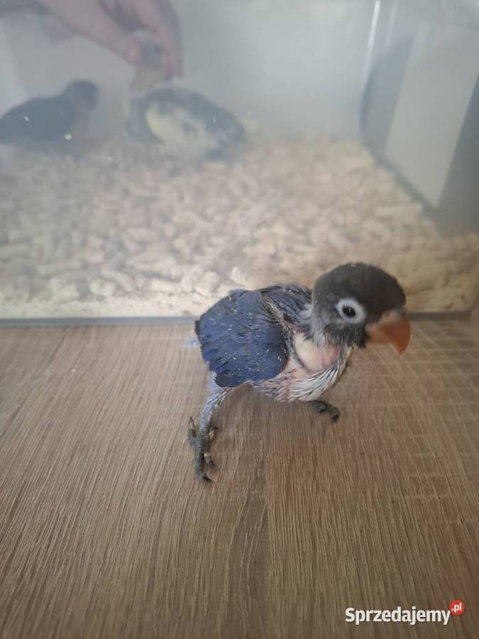 Nierozłączki czarnogłówki papugi ręcznie Ptaki Gostyń