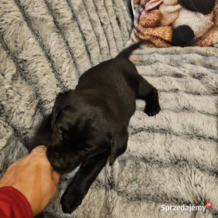 Labrador retriever Mądry Piękny mocnej budowy zachodniopomorskie Kołobrzeg