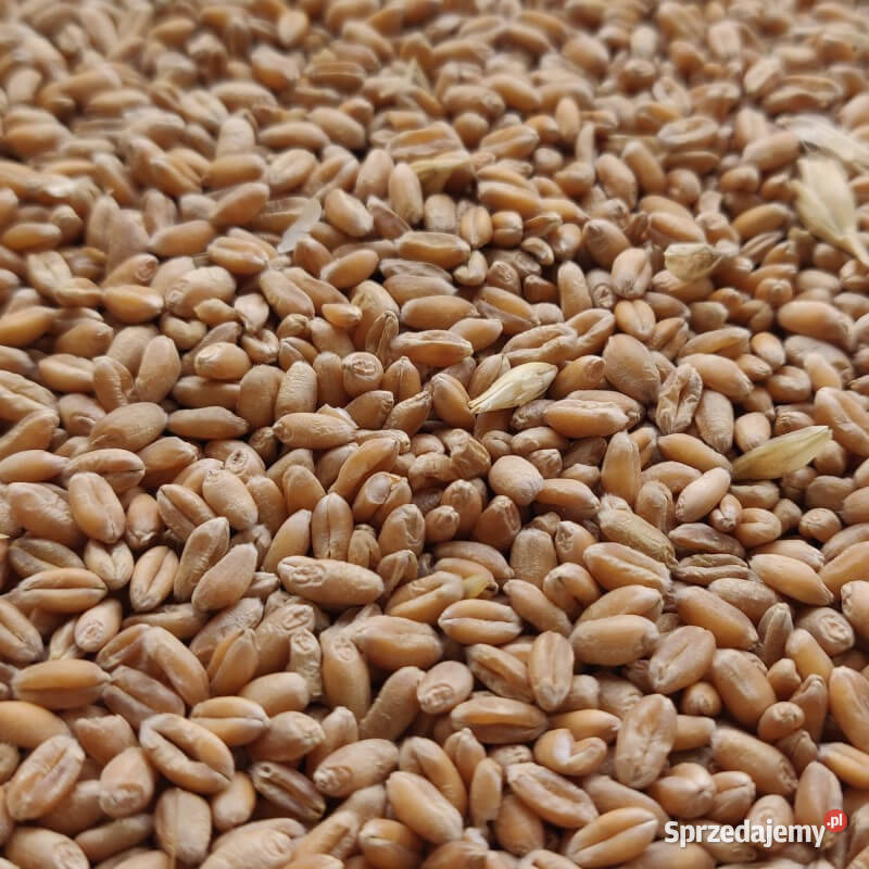 Pszenica Bamberka podkarpackie sprzedam