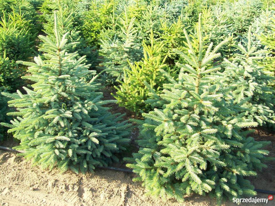 Świerk srebrny choinki cięte z plantacji 170200 sprzedam