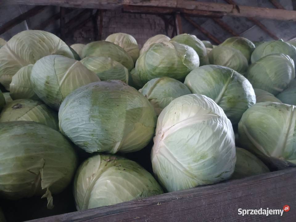 Sprzedam kapustę białą Wiślica
