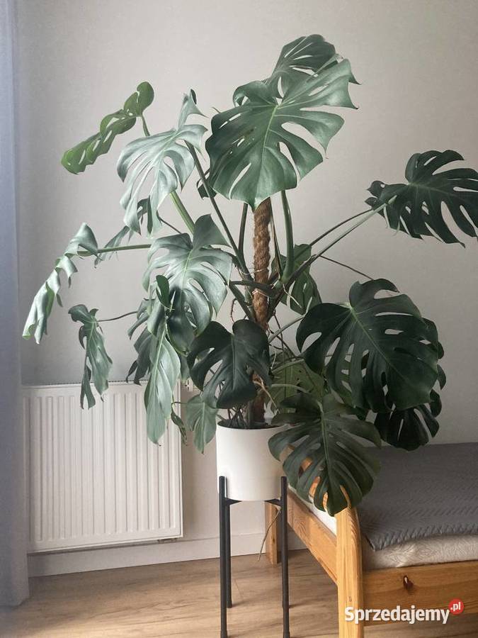Monstera Rzeszów