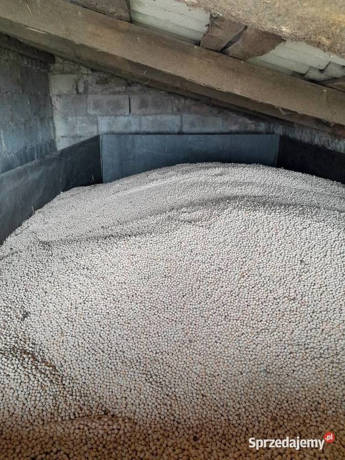 Sprzedam groch astronaute zbiór 2025 r Kozarzewo sprzedam