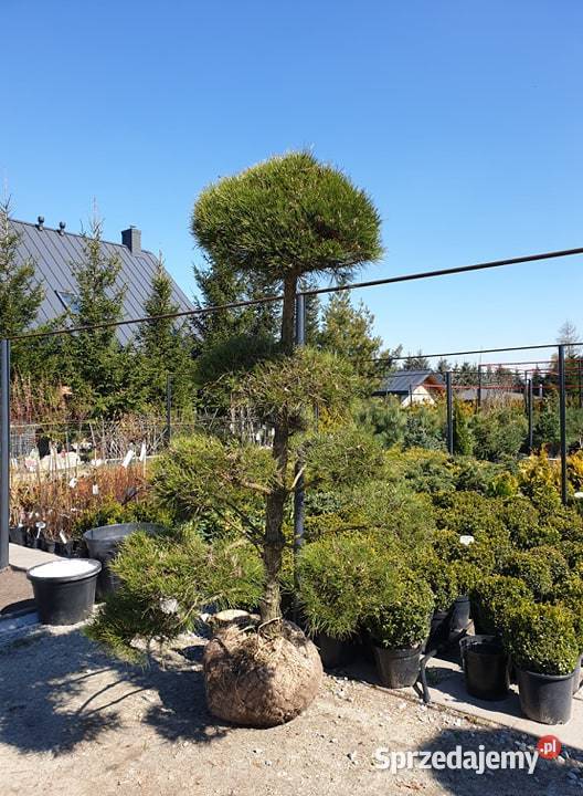 Świerk Koster Hoopsii niebieski szczepiony Rośliny Rydzyny sprzedam