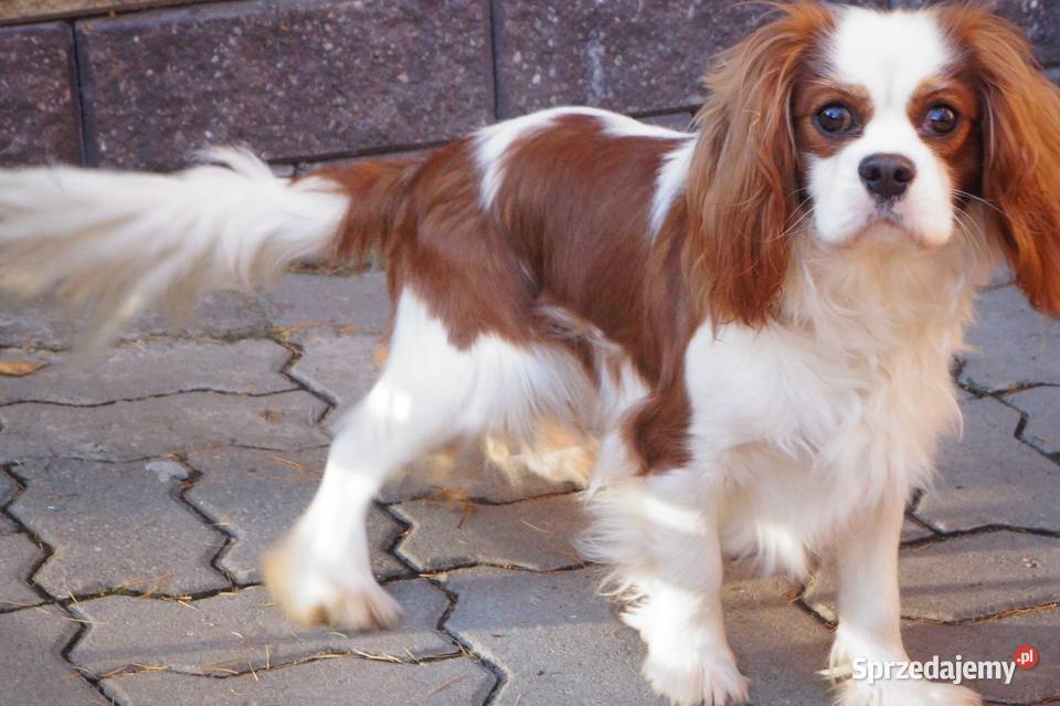 cavalier king charles spaniel Cavalier King Charles Spaniel Radom