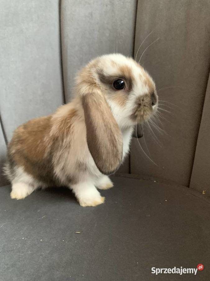 Królik miniaturka baranek mini lop sprzedam