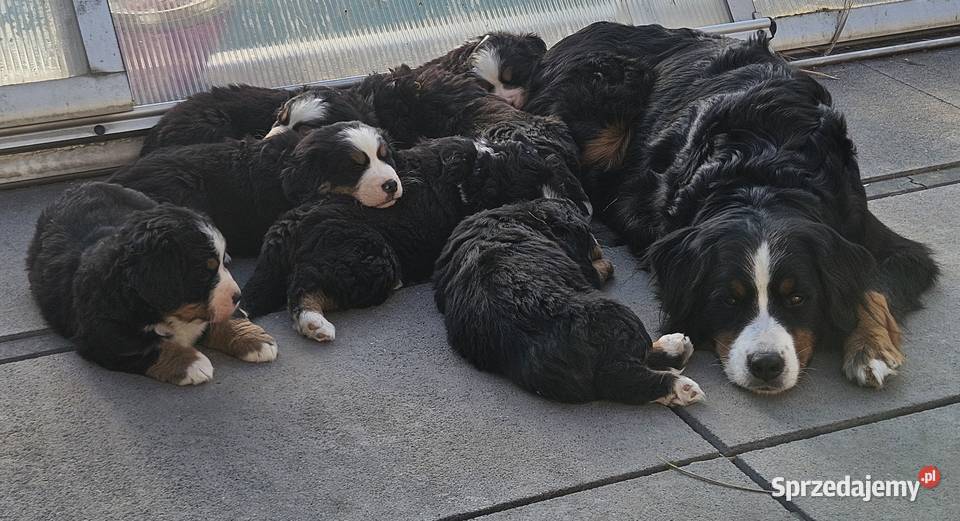 Berneński pies pasterski