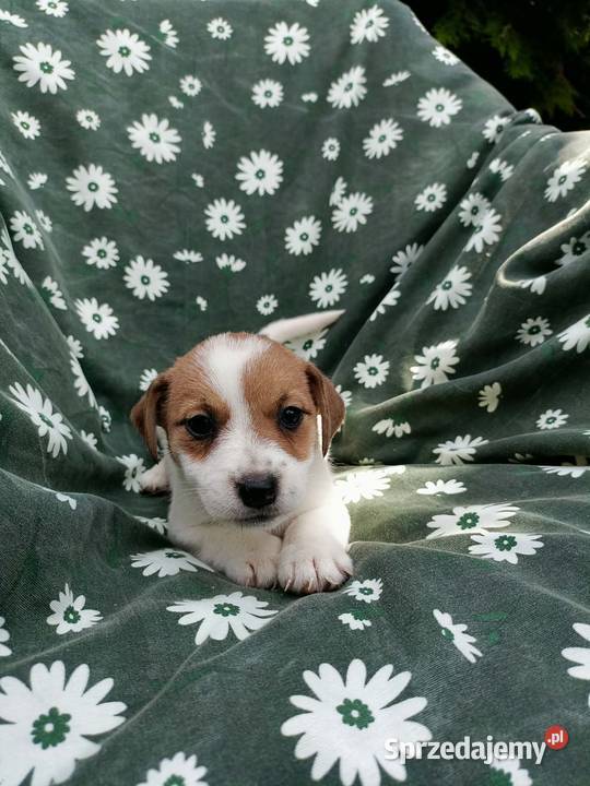 Wzorcowe Jack Russell terrier rodzice rodowód Krapkowice