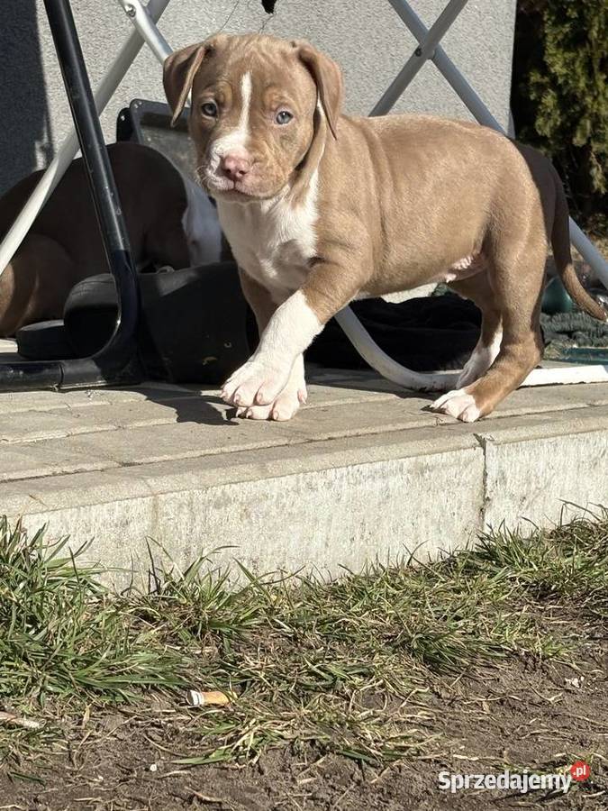 American bully xl szczeniak wielkopolskie Czerlejno sprzedam