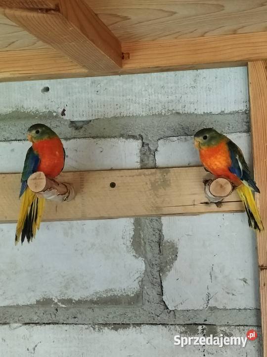 Łąkówki turkusowe