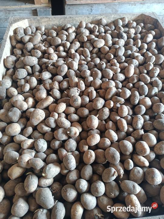Sprzedam ziemniaki Wiślica