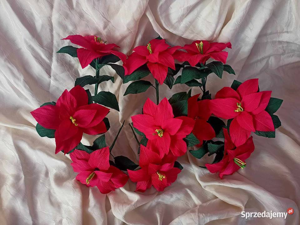 Gwiazdy betlejemskie Gorlice