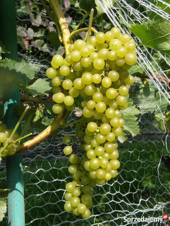 Sadzonki winorośli winogron winnica Kraków Rośliny Nieznanowice