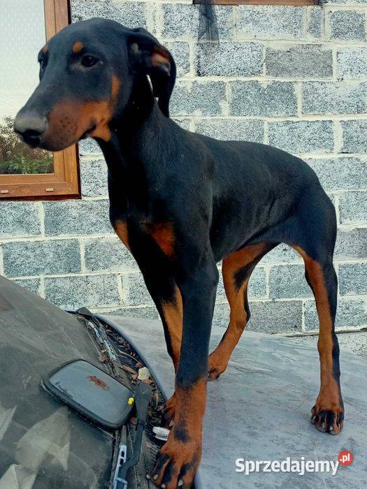 Doberman suczka cztery miesiące Michałów