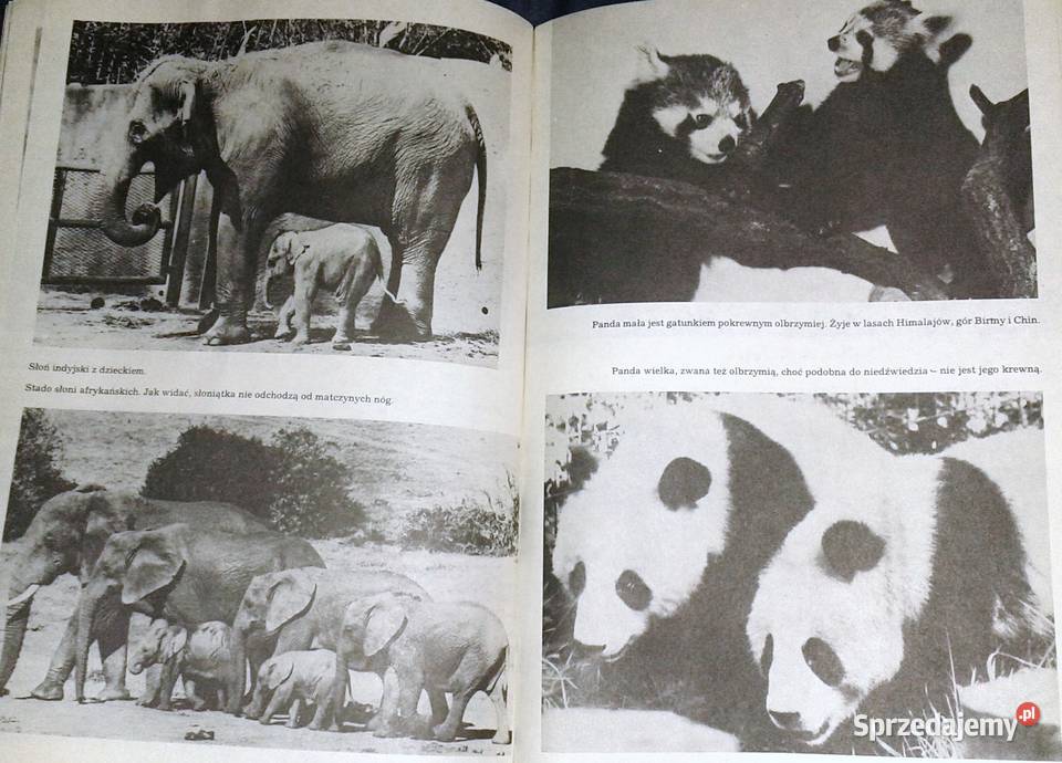 I kudłate i łaciate Maria Sołtyńska Chełm sprzedam