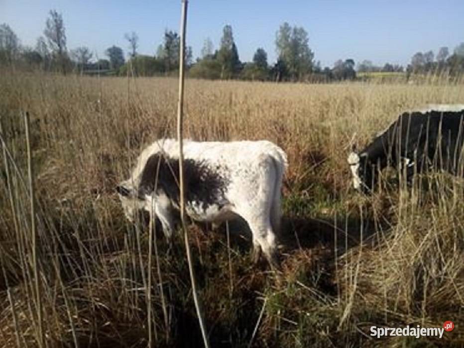 Odsadki Byczki Jałowki Białogrzbiete