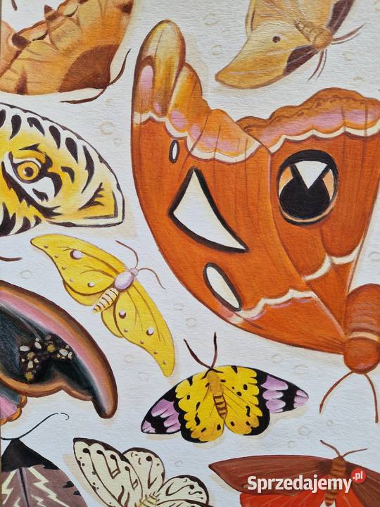 Ilustracja na zamówienie rysunek okładka płyty Męcina
