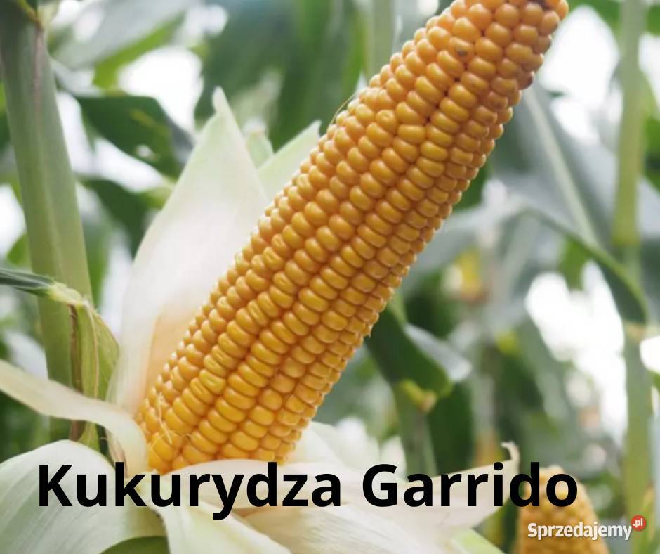 Kukurydza Garrido Opti Plus Berest