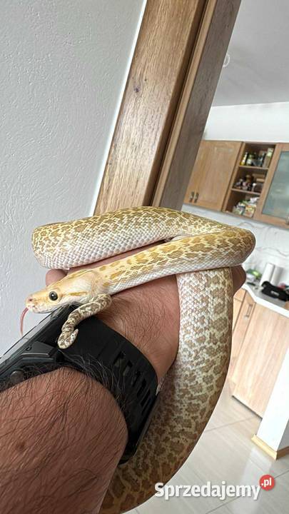 Pyton Birmański samica cb2024 Hypo granite Międzyrzec Podlaski sprzedam