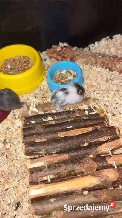 Sprzedam chomiki dżungarskie czarno białe warmińsko-mazurskie Miłakowo