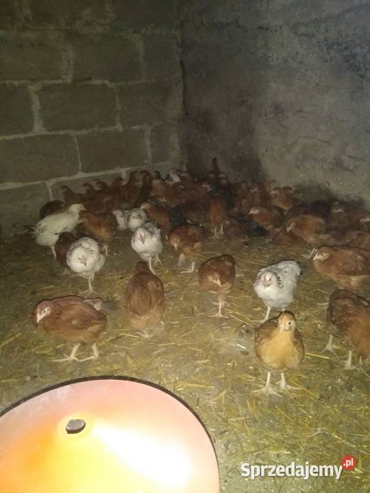 Kurczaki kury 7 tygodni odchow wlasny Łomża
