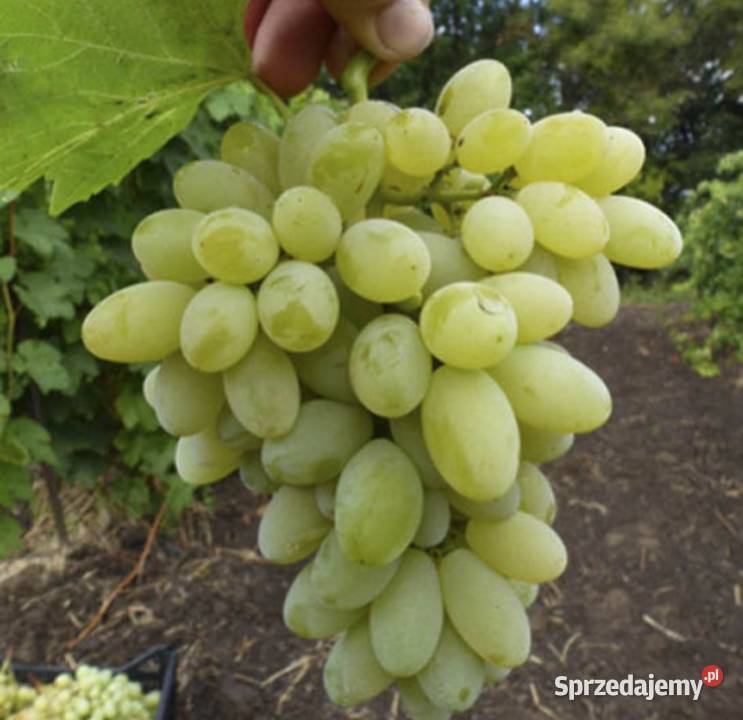 Winogron Sadzonki bezpestkowych winorośli Świdnik