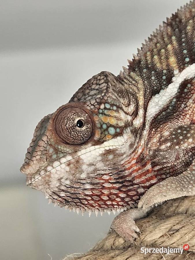 Kameleon lamparci Kraków sprzedam