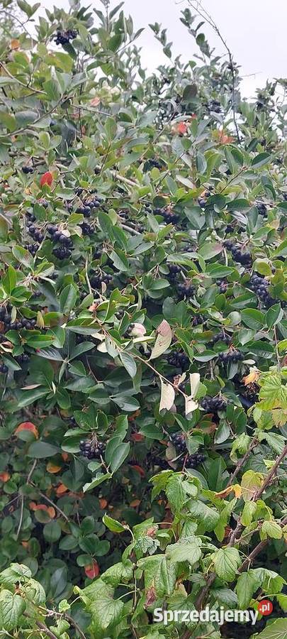 Aronia ekologiczna małopolskie Góra Świętego Jana sprzedam