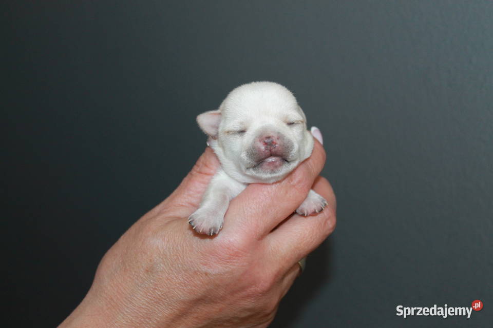 Chihuahua krótkowłosa dziewczynka ZKwP FCI Chihuahua Psy Świnoujście
