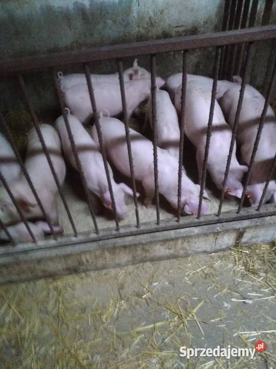Sprzedam prosięta waga średnia 3334 łódzkie Kłudzice