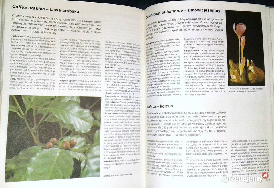 Mieszkamy wśród kwiatów Margot Schubert Rob Chełm