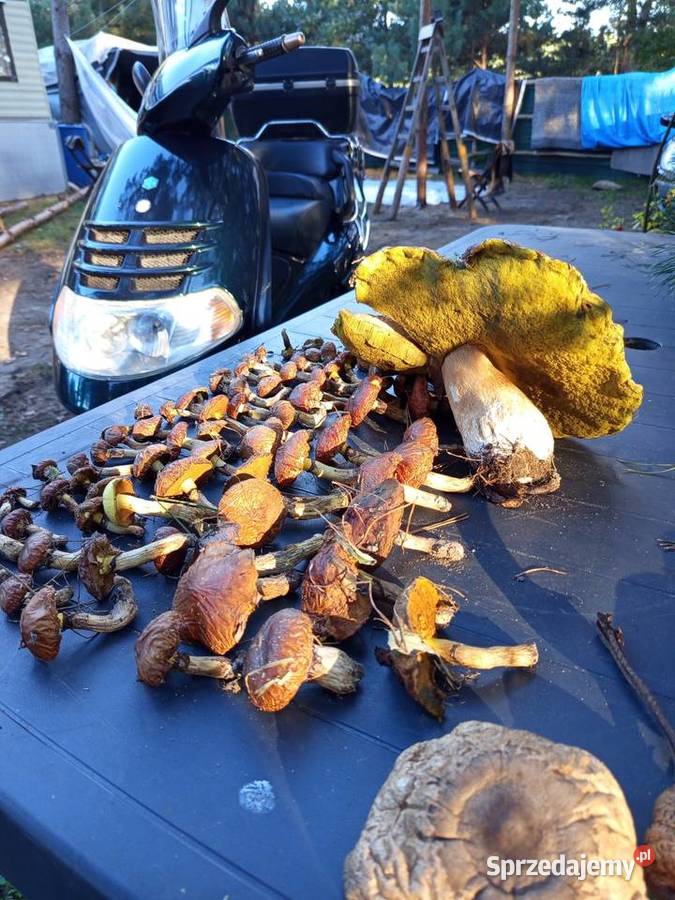 Sprzedam domek letniskowy jeziorem w Ostrowy śląskie Częstochowa