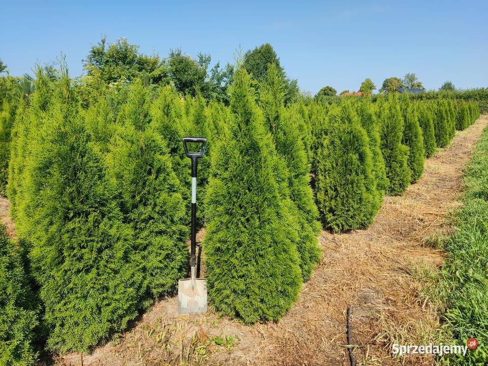 Tuje Śląsk tuje szmaragd Tuje brabant dostawa Tarnowskie Góry