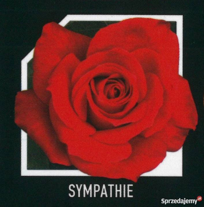 sadzonki róż RÓŻE HURT