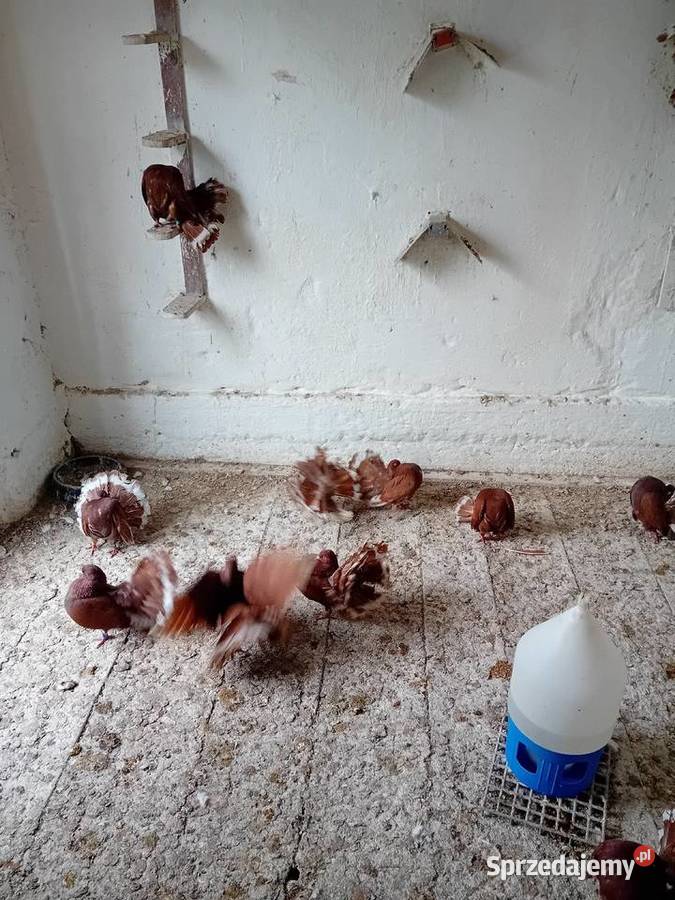 Pawiki czerwone na lęcie