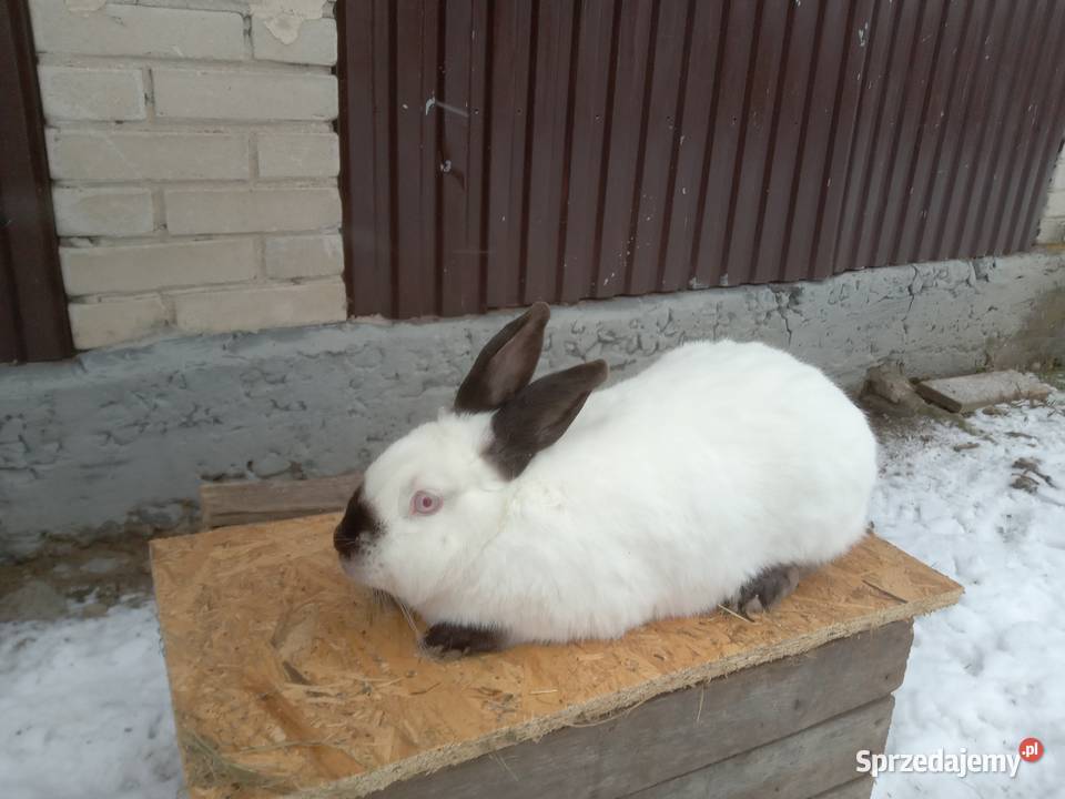 Króliki kalifornijskie czarne Żerdź