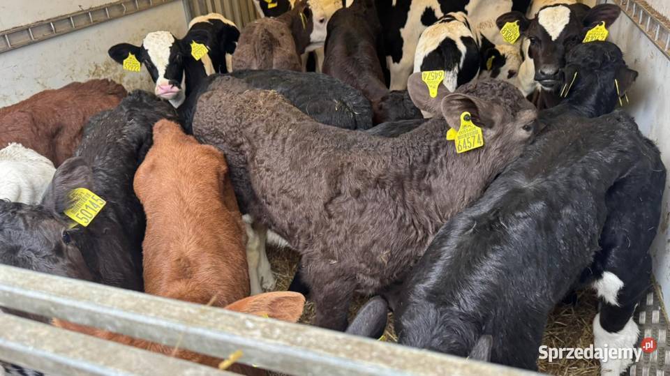 Sprzedam cielaki mięsne I mieszańce POLSKI TOWAR