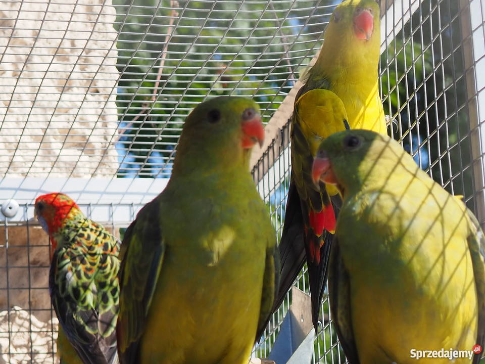 Papuga górska Pszów