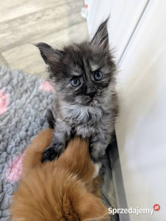 Kotka do hodowli Championach Radom sprzedam