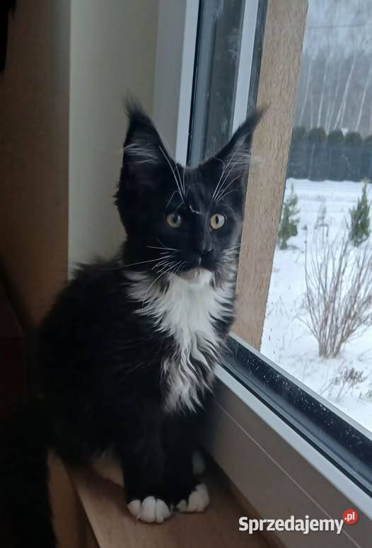Maine Coon kocurki Warszawa