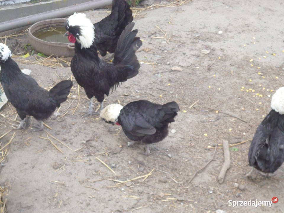 Sprzedam jaja lęgowe czubatka Gniewoszów