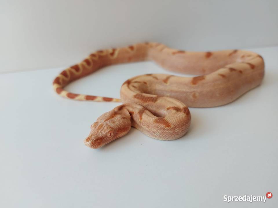 Boa samiec Sunglow poss Super Sunglow Boruja Kościelna