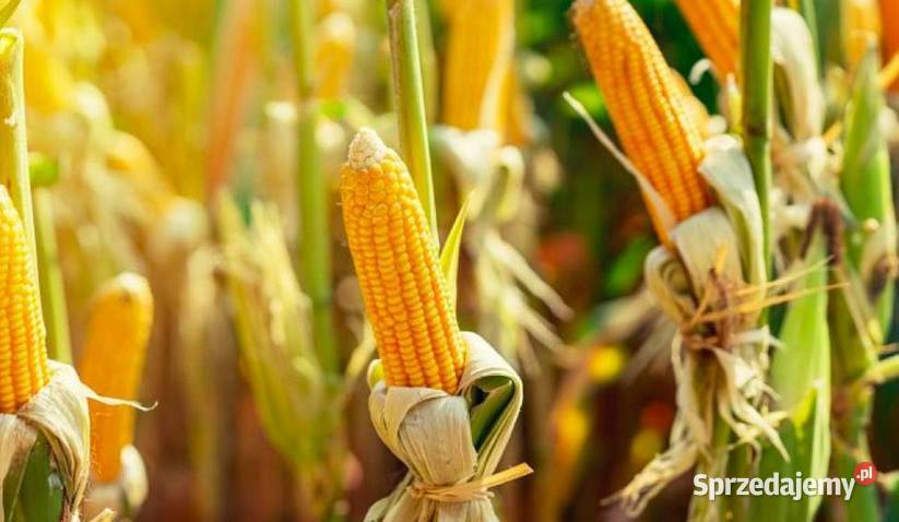 Kukurydza Kokuna średniowczesna Pozostałe łódzkie Olesice