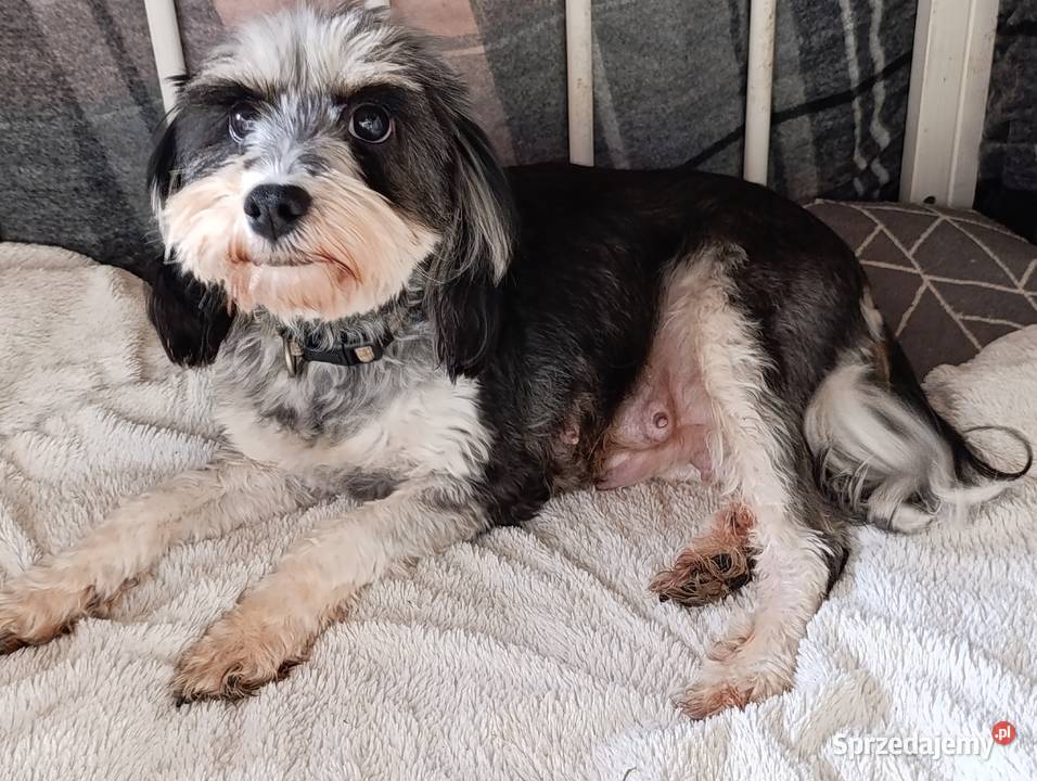 Cockapoo ostatni szczeniak piesek Jogi Krapkowice