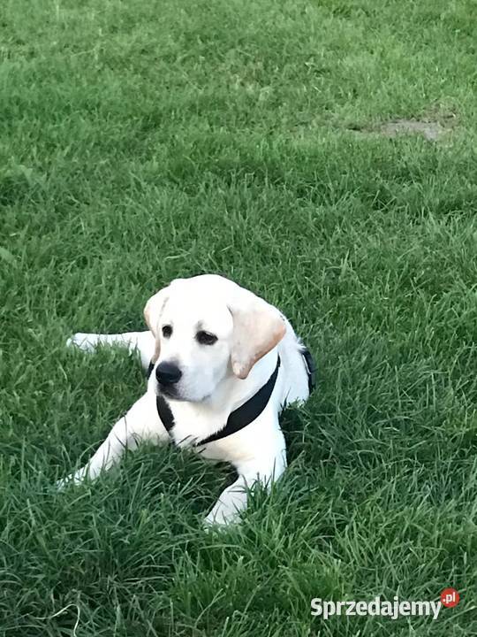 Labrador retriever zapowiedz miotu 2026r Pasztowa Wola